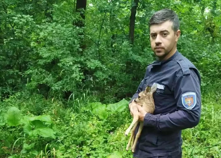 Pui de căprior salvat și reîntors în sălbăticie 