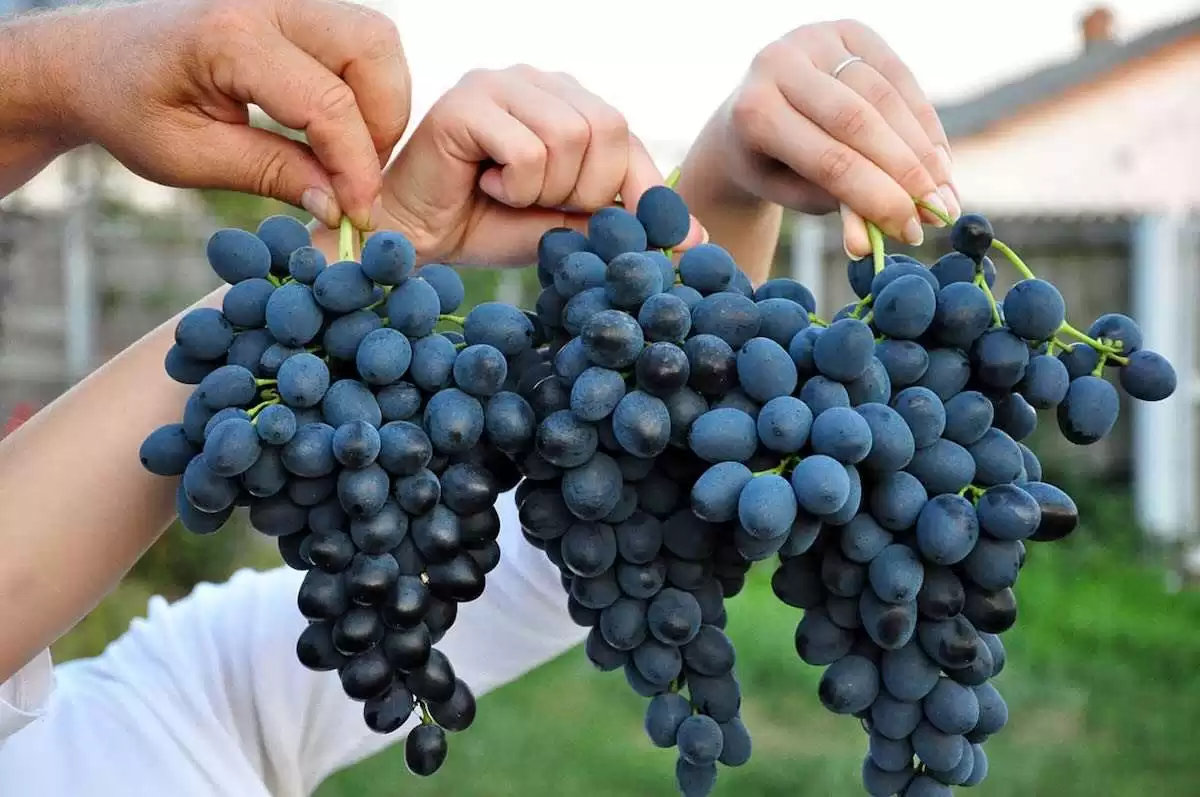 Viticultorii speră la prețuri mai bune pentru strugurii din acest an