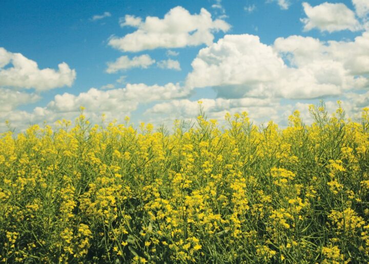 Компания Corteva Agriscience поддерживает переклассификацию молекулы пропизамида