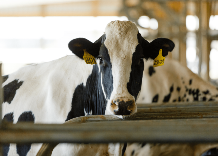 FAO susține digitalizarea evidenței bovinelor Holstein din Moldova