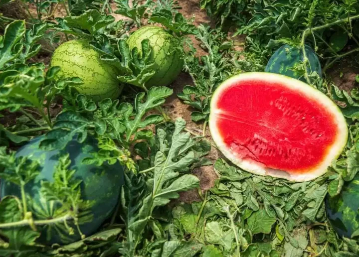 Pepenii verzi din Vorniceni, la mare căutare în acest sezon. Cum arată recolta