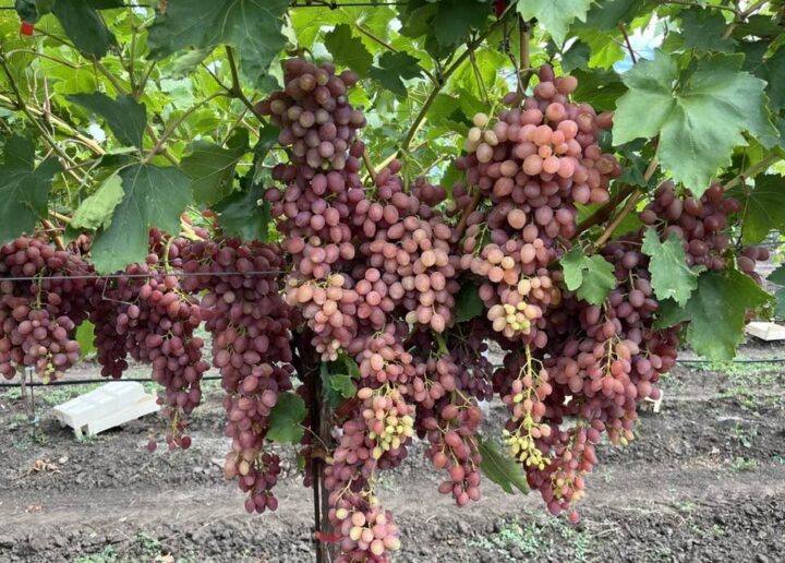 15 tone/ha: Kișmiș Lucistîi revine în atenția viticultorilor