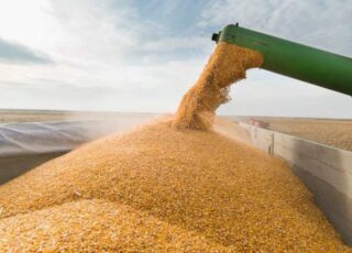 Блокировка портов приводит к удорожанию экспорта на 900 тыс. евро за партию зерна