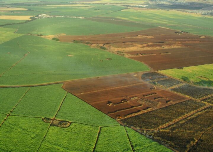Peste 20 de terenuri agricole, scoase la arendă prin licitație cu strigare