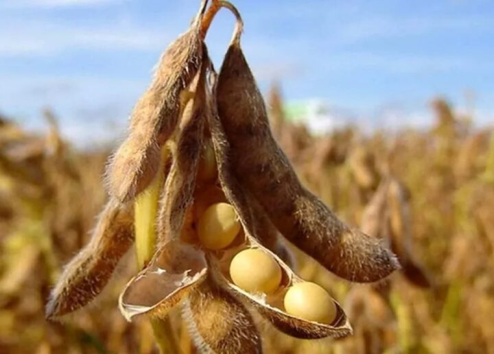 India se pregătește să-și dubleze producția de culturi oleaginoase fără a extinde suprafața cultivată