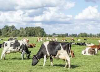 Din cauza secetei și a penuriei de furaje din UE, crescătorii de animale își reduc efectivele de animale