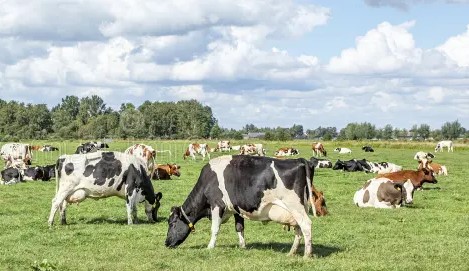 Din cauza secetei și a penuriei de furaje din UE, crescătorii de animale își reduc efectivele de animale