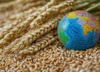 Мировой рынок зерна и масличных: в четверг цены на пшеницу снижались