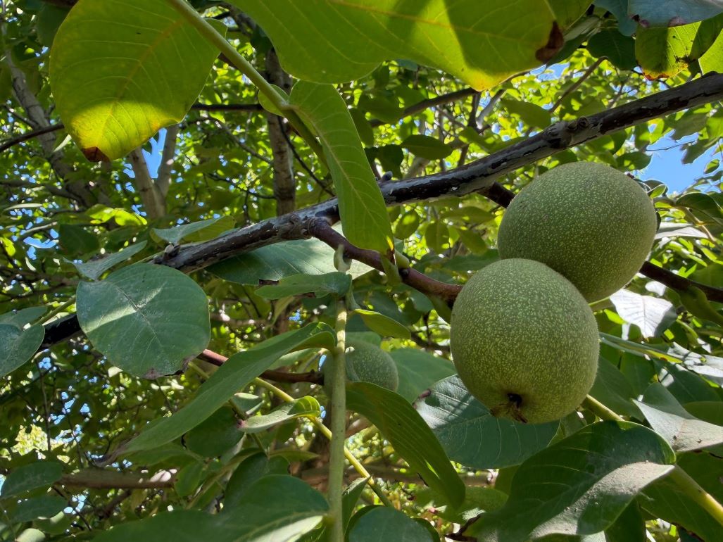 Producătorii de nuci din Moldova se familiarizează cu experiența celor mai importante exploatații agricole din Spania