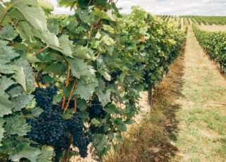 Ce producție la hectar se estimează pentru strugurii de vin. Estimările lui Gheorghe Gaberi