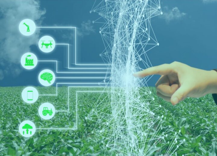 Cu ajutorul inteligenței artificiale, Bayer reduce durata ciclului de selecție cu doi ani