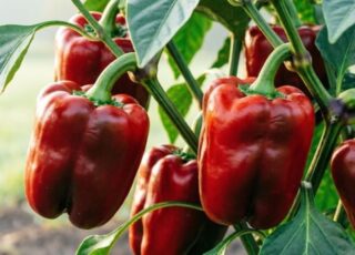 Турция на мировом рынке гибридных овощных семян: конкуренция с лидерами