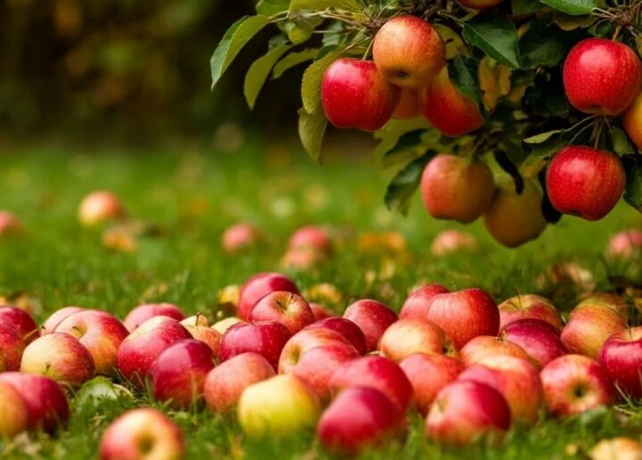 În 2026, recolta de mere de consum din Franța va scădea cu 14%