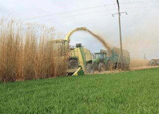 Cultivarea miscanthusului este mai profitabilă decât cea a grâului încă de la prima recoltă
