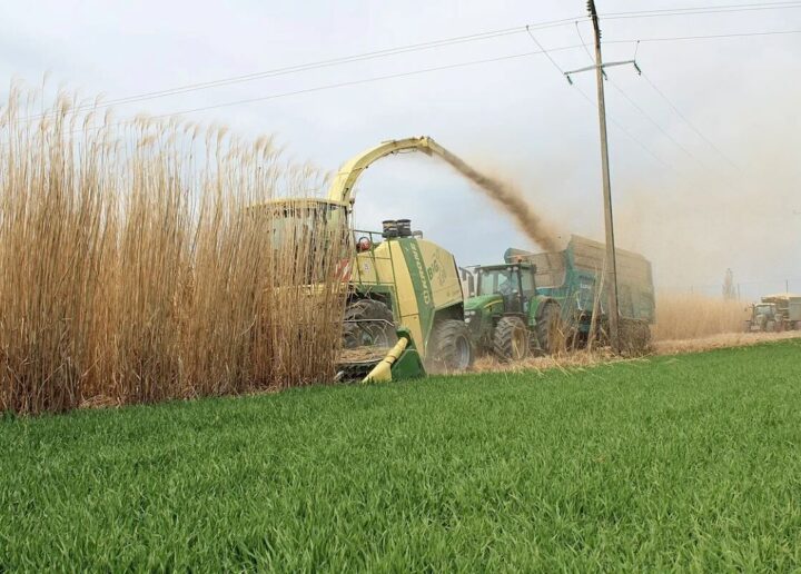 Cultivarea miscanthusului este mai profitabilă decât cea a grâului încă de la prima recoltă