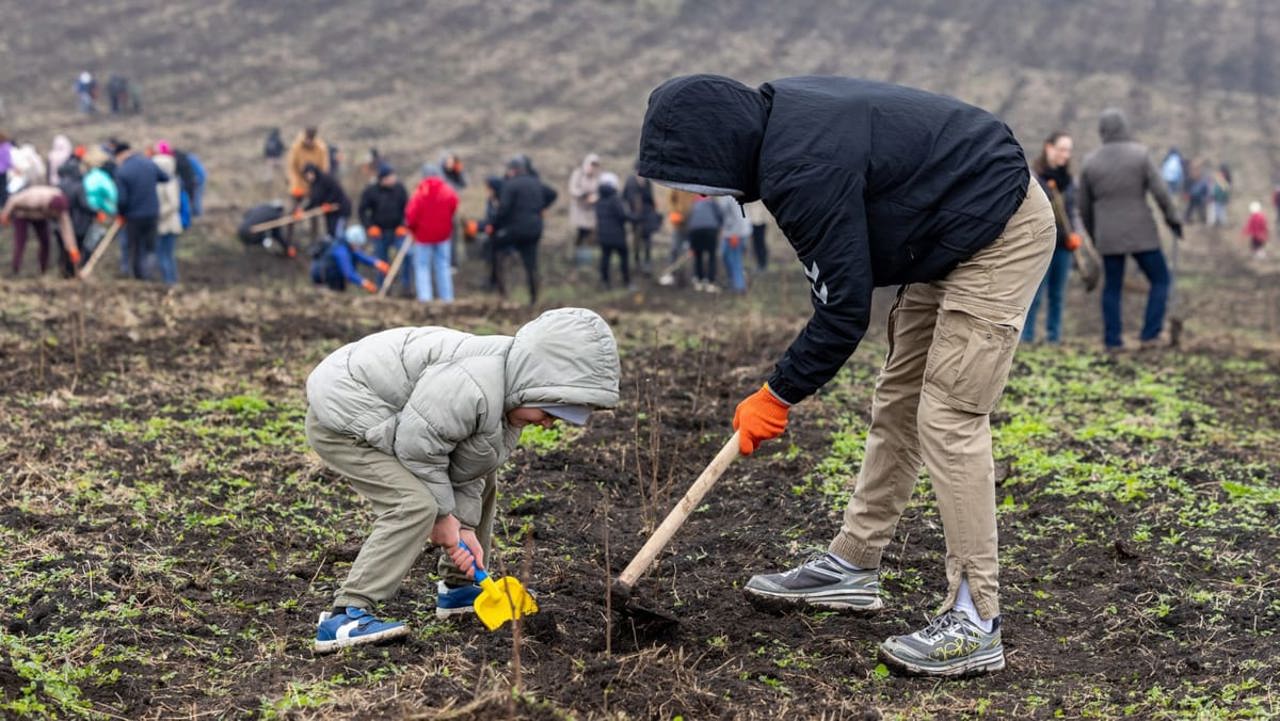 Puieții destinați împăduririi au fost lăsați să se usuce. Cine va răspunde