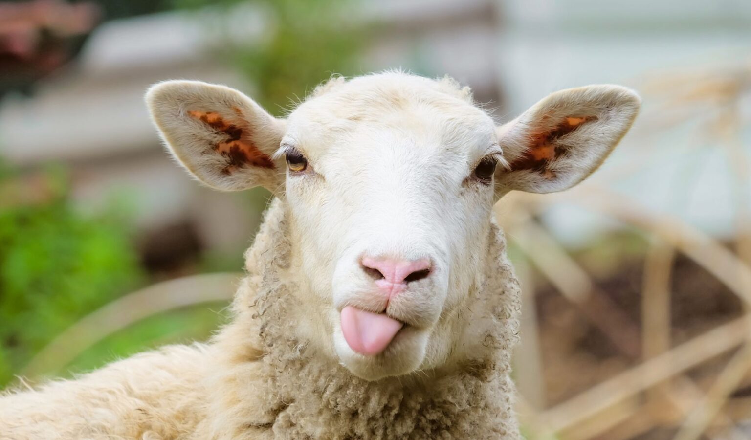 Adoptă o oaie și primești brânză timp de șase luni. Iată ce presupune programul din România