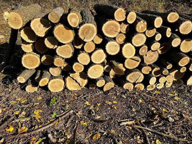 Сколько стоит дрова и почему цены различаются в разных лесничествах