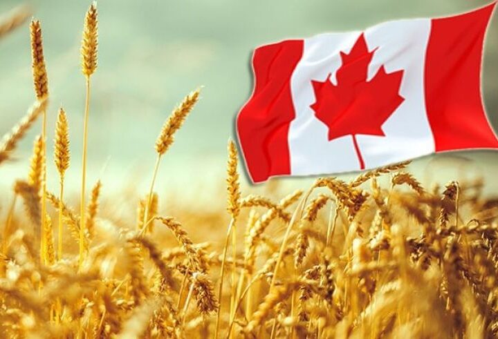 Canada este pregătită să înlocuiască cerealele din regiunea Mării Negre pe piața mondială