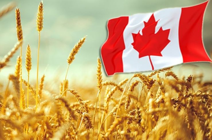 Canada este pregătită să înlocuiască cerealele din regiunea Mării Negre pe piața mondială