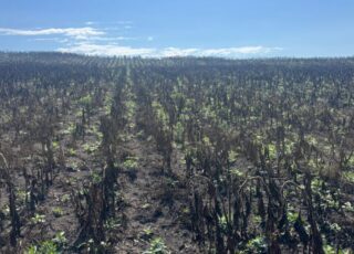 Erbicide în probele de floarea-soarelui de la Soroca. Fermierul estimează pierderi de 5 mln de lei