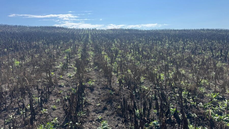 Erbicide în probele de floarea-soarelui de la Soroca. Fermierul estimează pierderi de 5 mln de lei