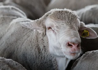 На европейском рынке наблюдается дефицит баранины