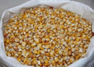 На украинском рынке закупочные цены на фуражную кукурузу падают