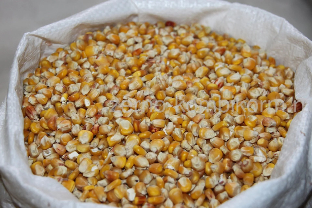 На украинском рынке закупочные цены на фуражную кукурузу падают