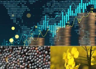 Ноябрьские фьючерсы на рапс в Париже подешевели на 3,3% за день