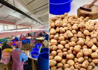 Компания «Fernuci» из района Глодень планирует установить солнечные панели для развития органического ореховодства