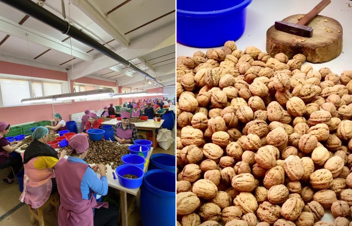 Compania „Fernuci” din raionul Glodeni intenționează să instaleze panouri solare pentru dezvoltarea cultivării ecologice a nucilor