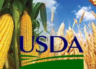 Отчет USDA: мировые прогнозы по пшенице и кукурузе на 2026/27 МГ