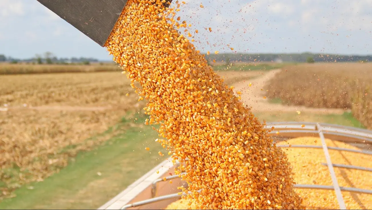 Stocurile record de porumb din SUA au provocat o scădere a prețurilor la bursă