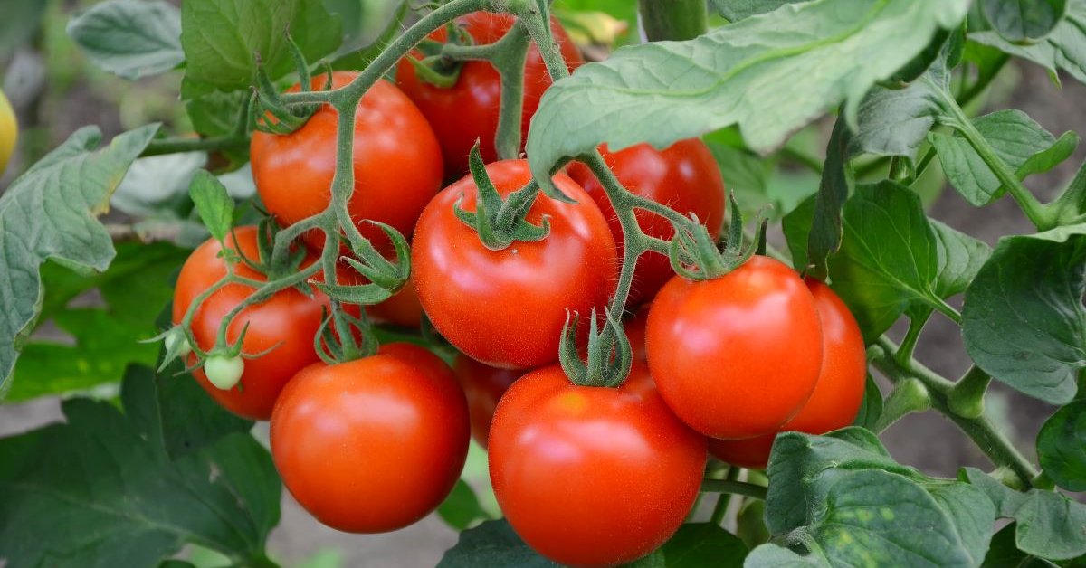 Ученые хотят вернуть томатам вкус, потерянный при селекции современных сортов