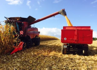 Recolta de porumb din UE a fost cea mai slabă din ultimii 20 de ani — doar 50,2 milioane de tone