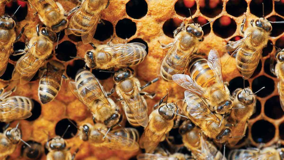 Apicultorii, îndemnați să schimbe tratamentele împotriva varroa