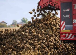 Cel mai important producător de sfeclă de zahăr din UE ar putea pierde 30% din recoltă