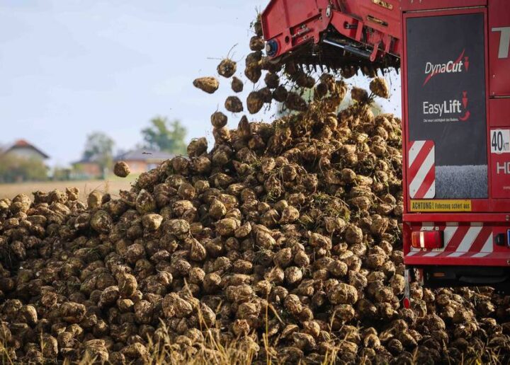 Cel mai important producător de sfeclă de zahăr din UE ar putea pierde 30% din recoltă