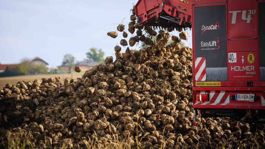 Cel mai important producător de sfeclă de zahăr din UE ar putea pierde 30% din recoltă