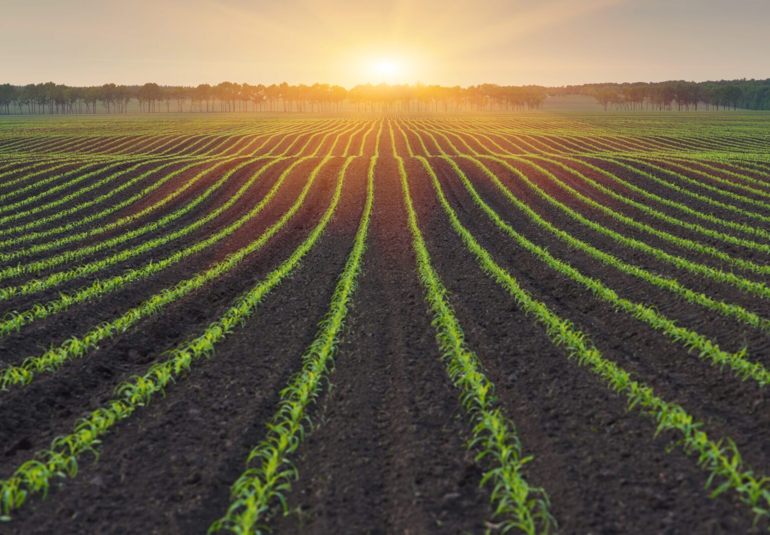 Vylor și Rainbow Crops colaborează pentru accelerarea dezvoltării unor noi caractere de porumb